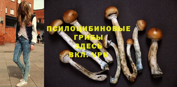PSILOCYBIN Гусиноозёрск