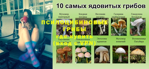 PSILOCYBIN Гусиноозёрск